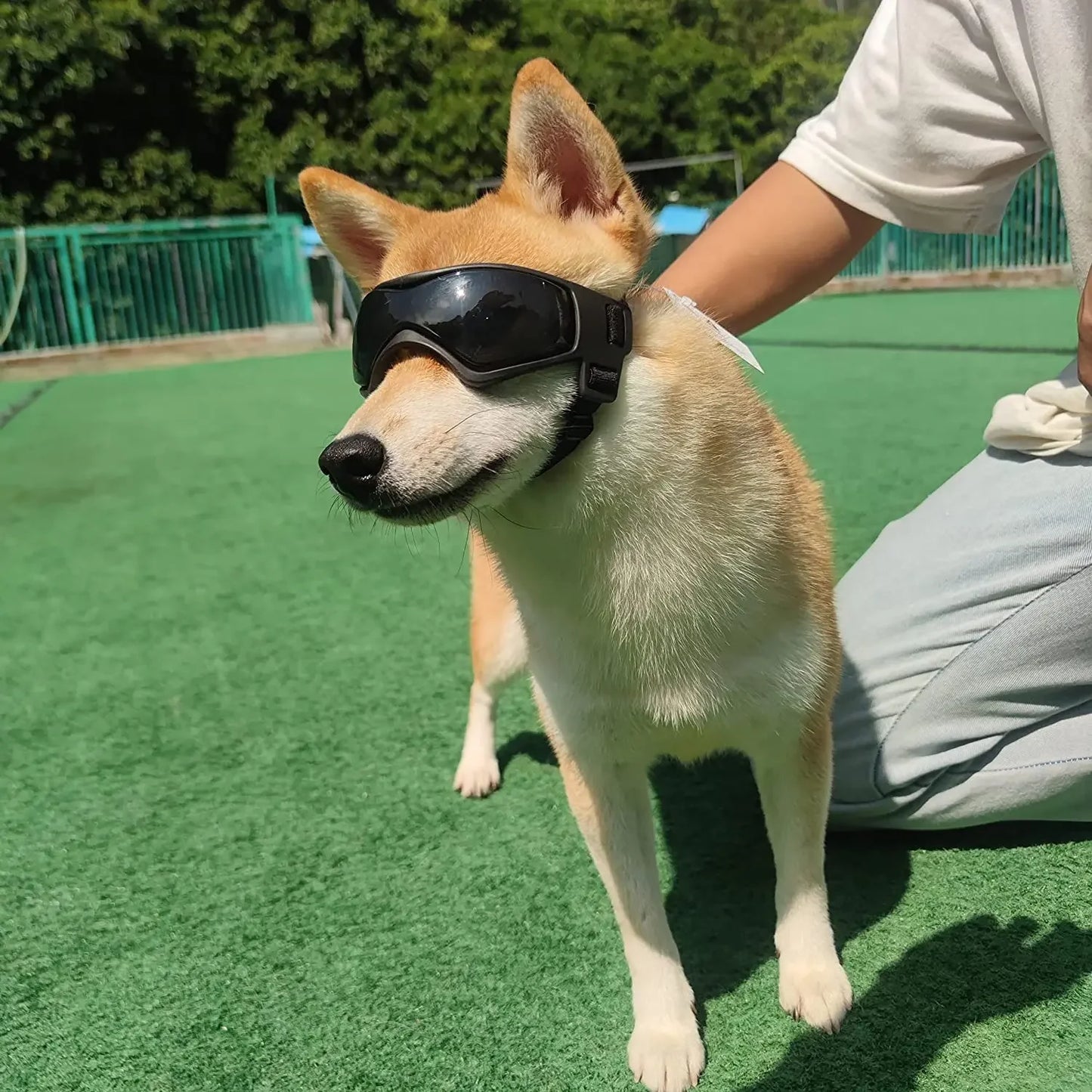 Small Breed Dog Goggles