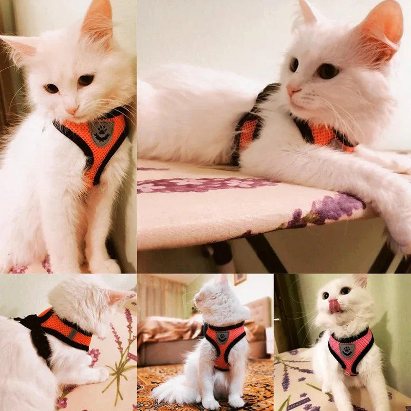 Summer Cat Dog Harness Lead Leash